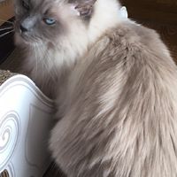 猫とバイク