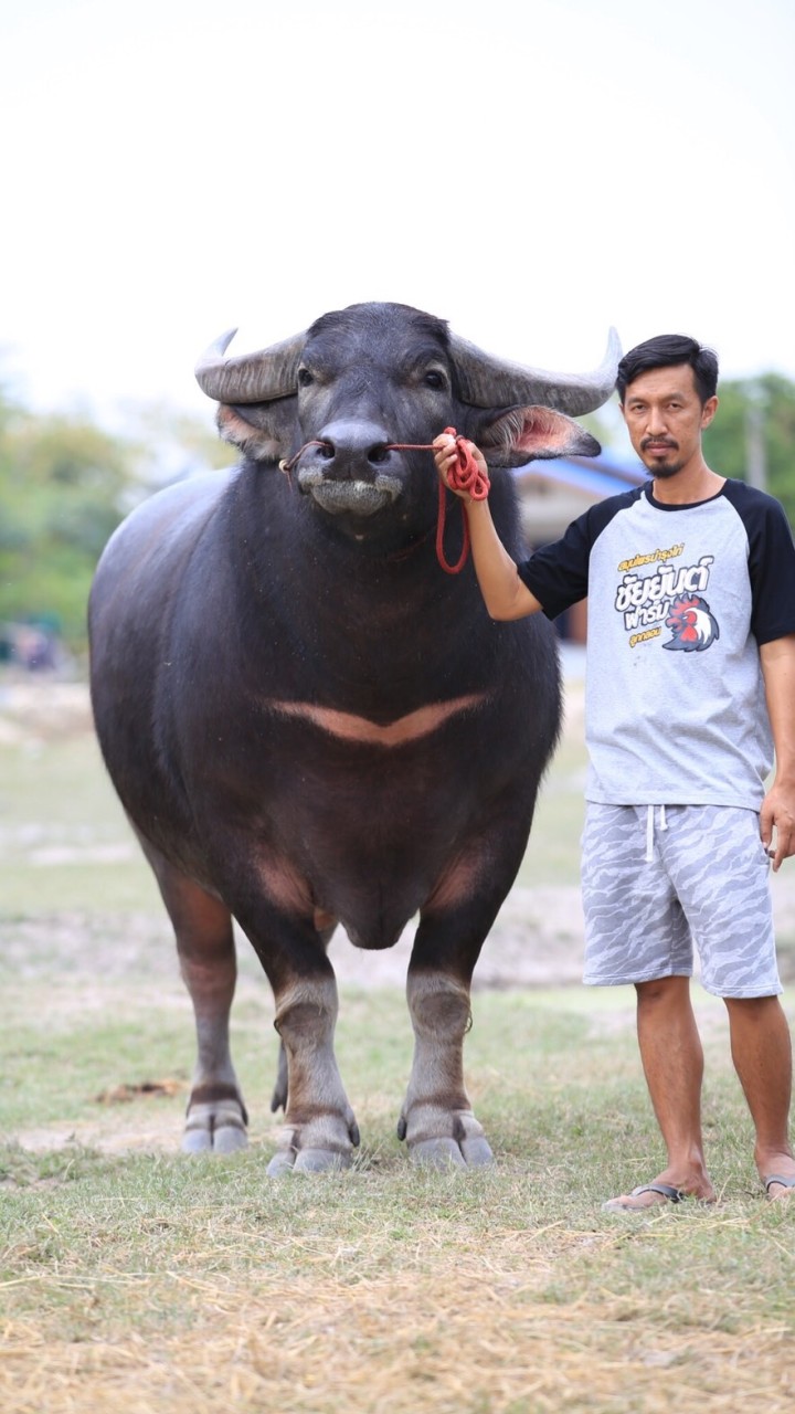 ซื้อ-ขาย ควายงาม วัว แพะและน้ำเชื้อ
