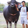 ซื้อ-ขาย ควายงาม วัว แพะและน้ำเชื้อ