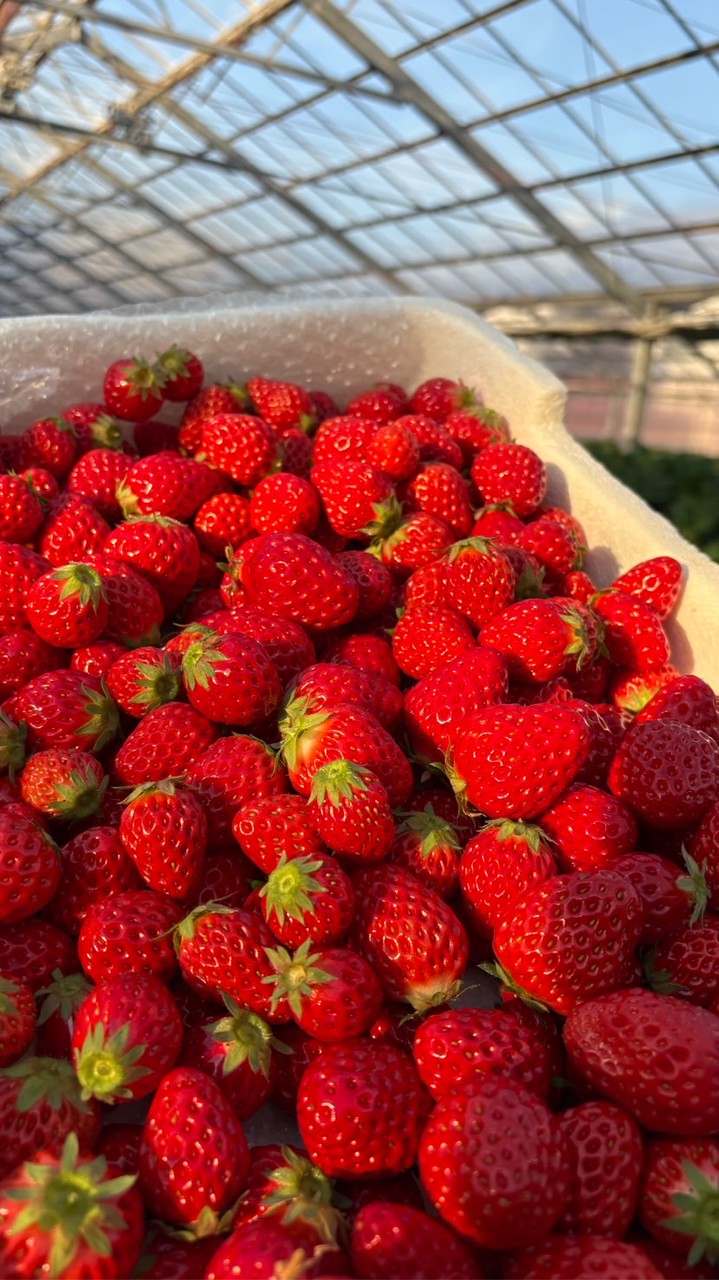 ⚠️書き込み禁止🈲いちご狩り、直売情報お知らせLINE