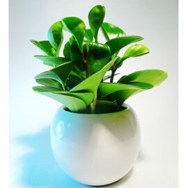 辦公室開運必備~圓葉椒草精緻小盆栽（白球盆）