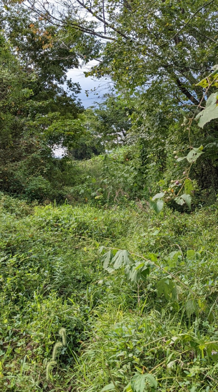 岐高生物班