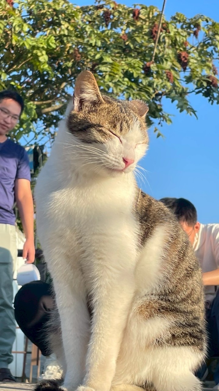 民營星式會社W擬官方