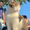 民營星式會社W擬官方