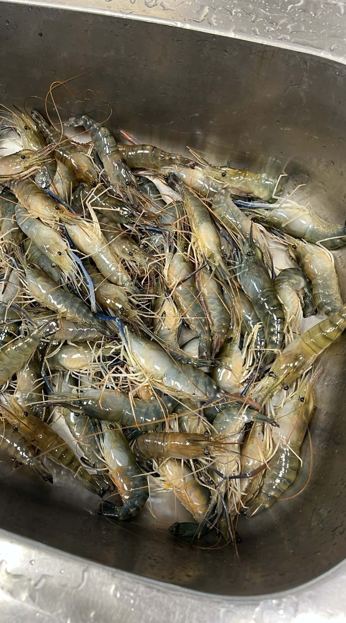雙北買賣蝦群