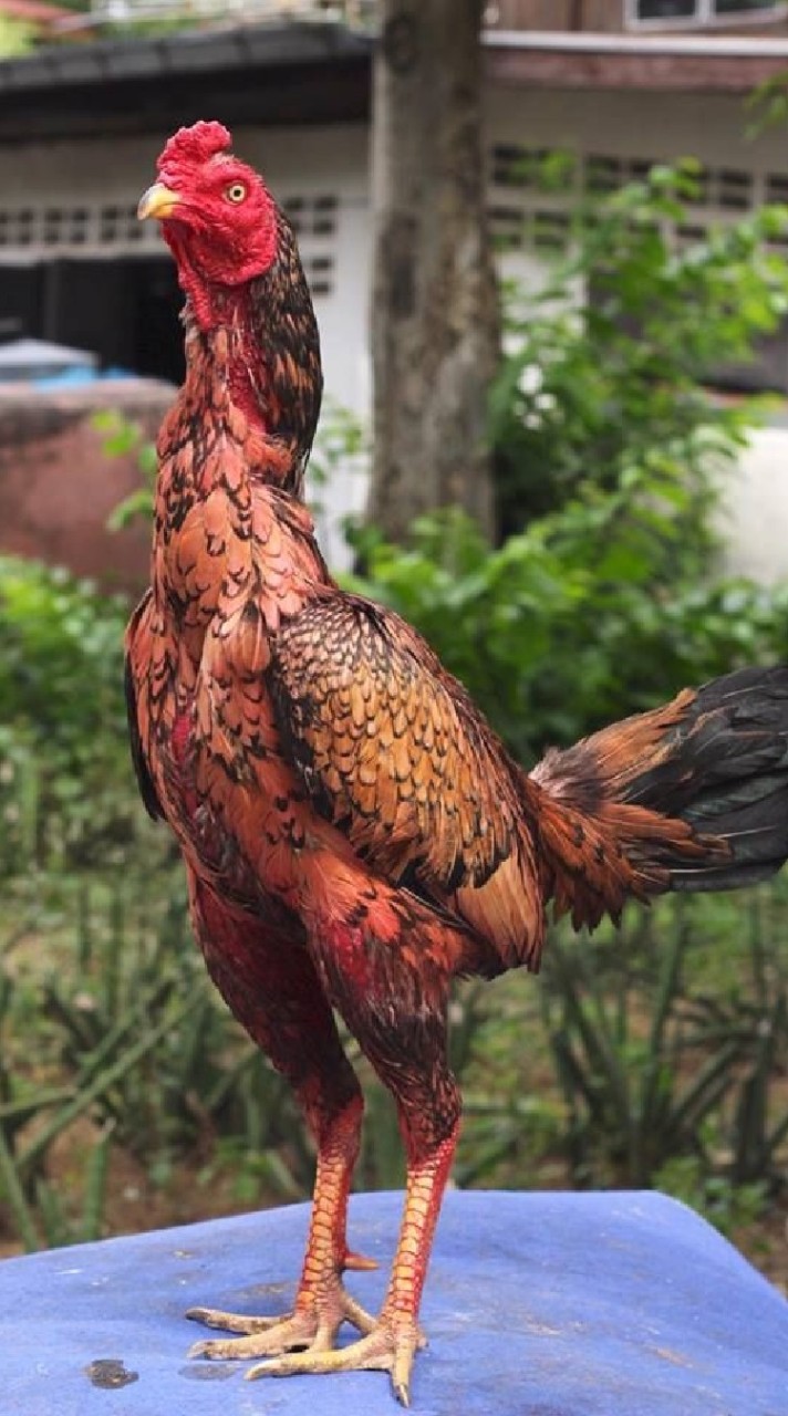 ซุ้ม โชคนำชัย ฟาร์ม