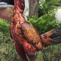 ซุ้ม โชคนำชัย ฟาร์ม