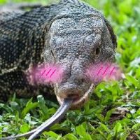 คน.....เหี้ย