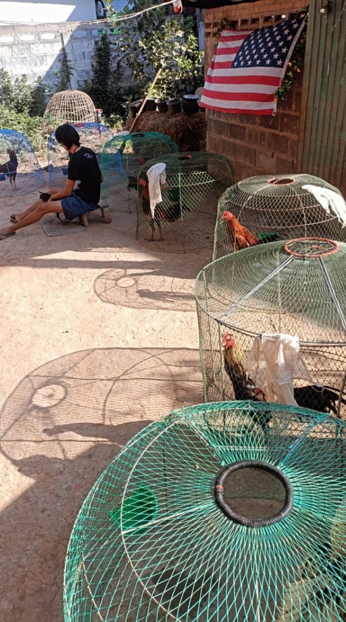 ซอยตันทีม🐔🐔🐥ท้ายโรงต้ม🍃🍃