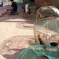 ซอยตันทีม🐔🐔🐥ท้ายโรงต้ม🍃🍃
