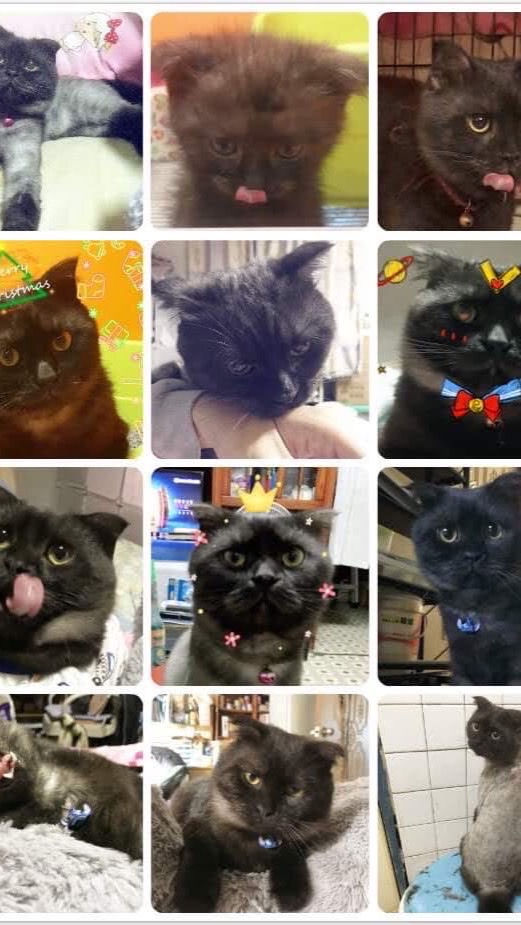 喵喵&豬肉🐱