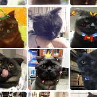 喵喵&豬肉🐱