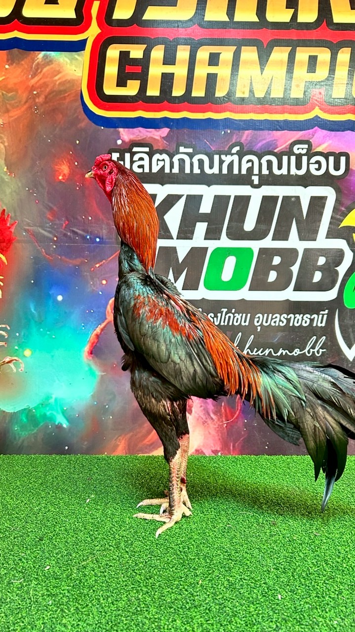 ฅ.เมือง Cham Farm  Udon🎯