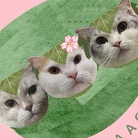 ตู้กับข้าวแมว