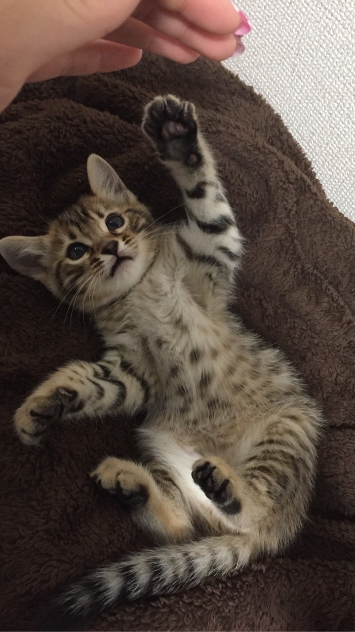 ローモバメンバー