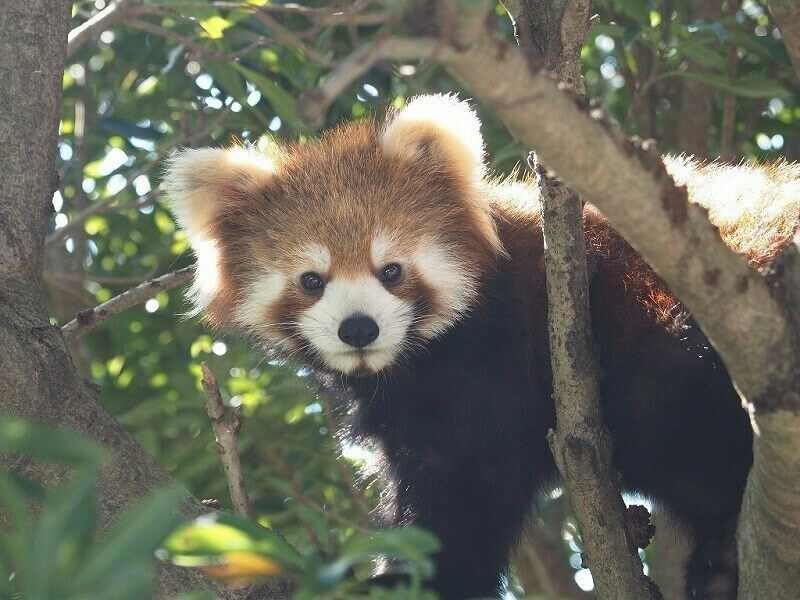 都内 無料で動物ふれあいが楽しめるスポット 乗馬も多数 後編