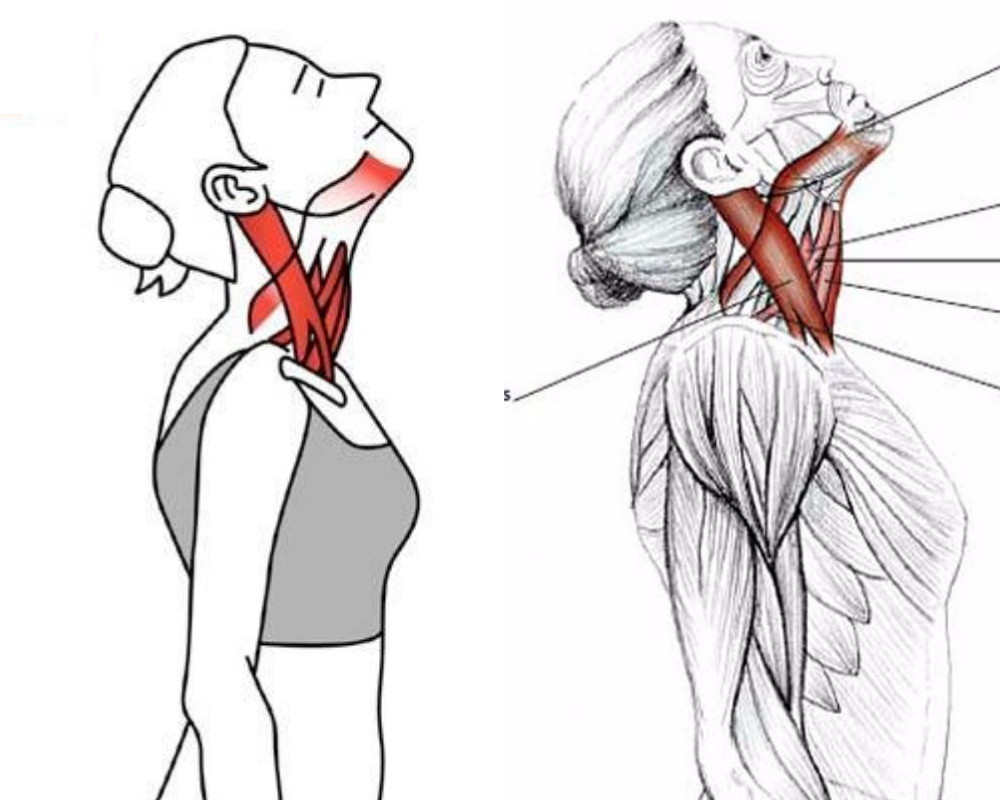 辦公室拉筋運動1：胸鎖乳突肌拉伸