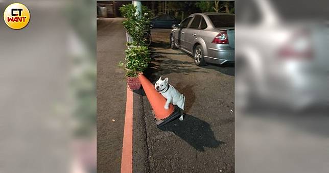 魯蛇汪夜夜抱交通椎縱慾惹禍　主人拒幫結紮「想看牠破處 」