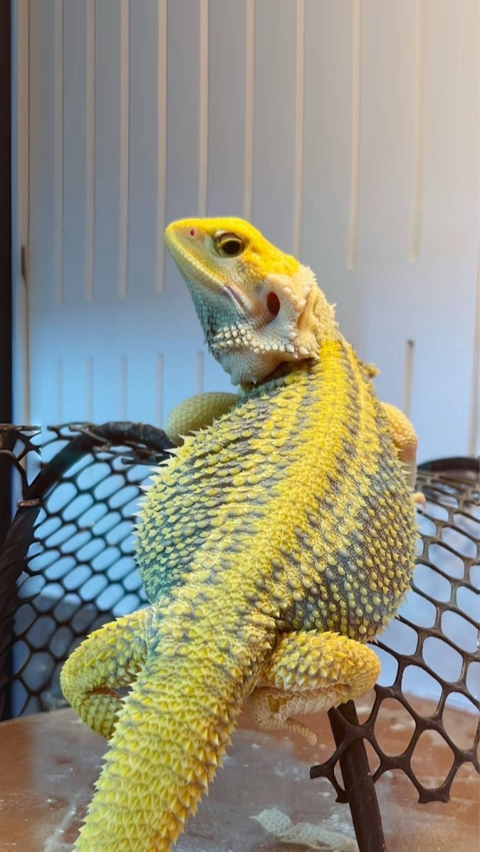 龍你鬆獅館