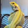 龍你鬆獅館