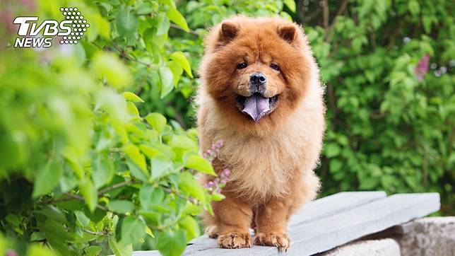 原PO牽著鬆獅犬從1樓進出。示意圖／TVBS