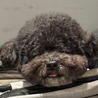 養了一隻敗家狗🐾｜寵物選品.玩具