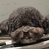 養了一隻敗家狗🐾｜寵物選品.玩具