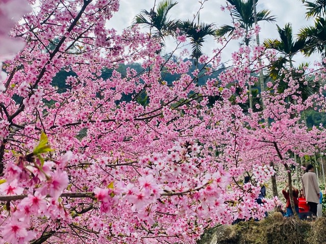 2023青山坪農場