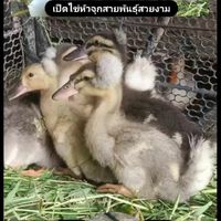 🌱ปรายสาวเกษตร🎋บ้านนา(1268)