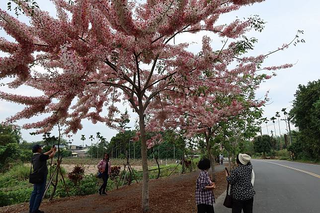 影／花旗木太吸睛　幼童閃避不及遭石虎列車撞傷頭部