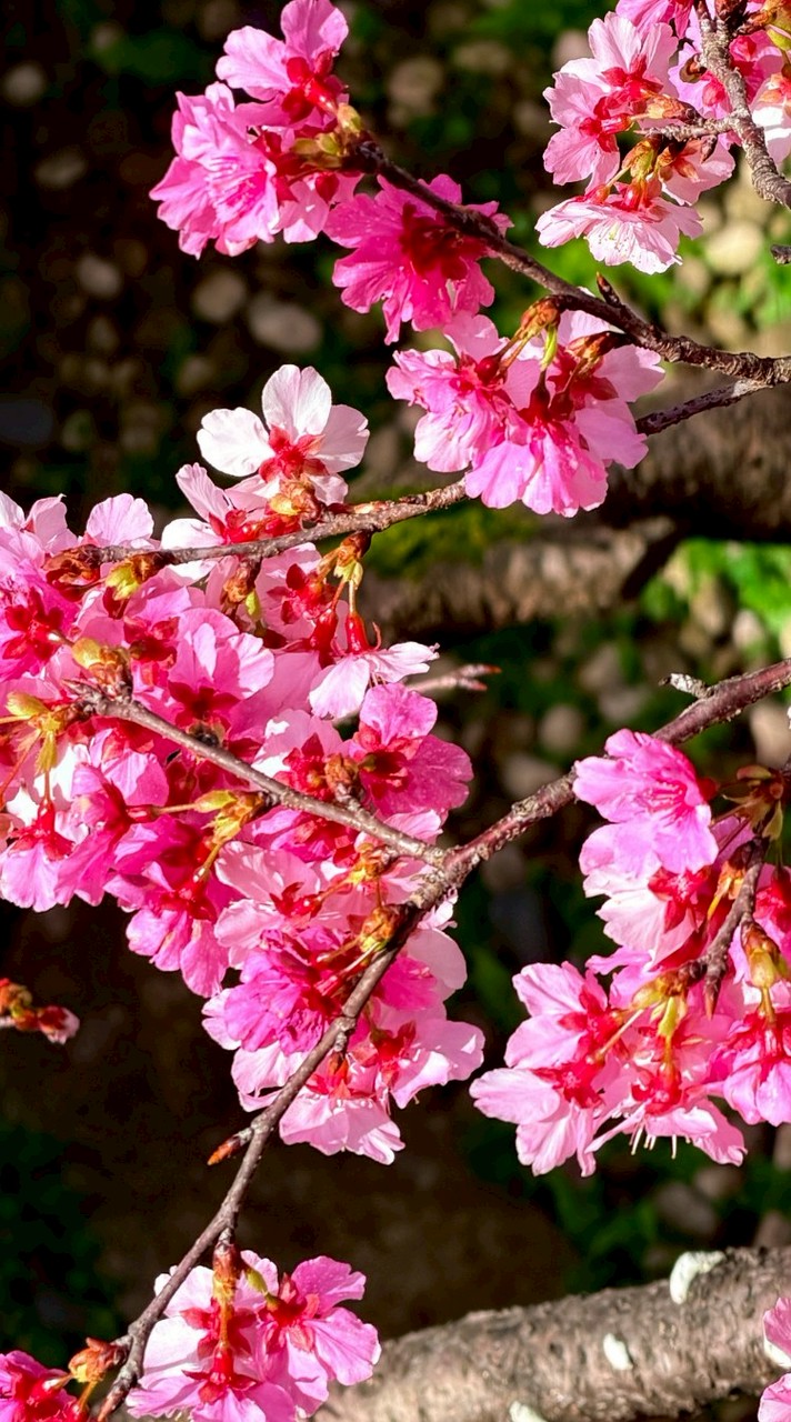 小花