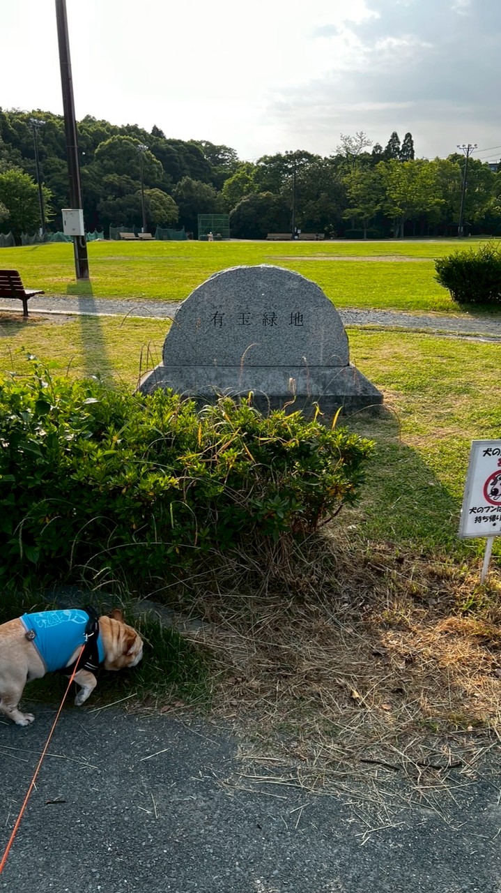 有玉緑地か親水公園で散歩だよ