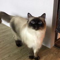 U7遊戲群