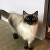 U7遊戲群