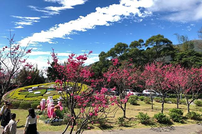 絢爛滿園／陽明山花季開跑！櫻花、杜鵑、水仙、紫藤接續綻放