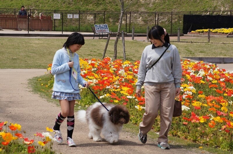 関東近郊の犬とふれあえる施設8選 動物園 テーマパーク併設も