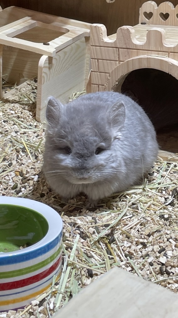 弘道龍貓屋-彈珠