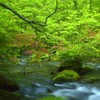 自然界の歌い手グループ