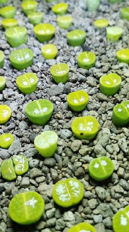 Lithops ไลทอป หินมีชีวิต