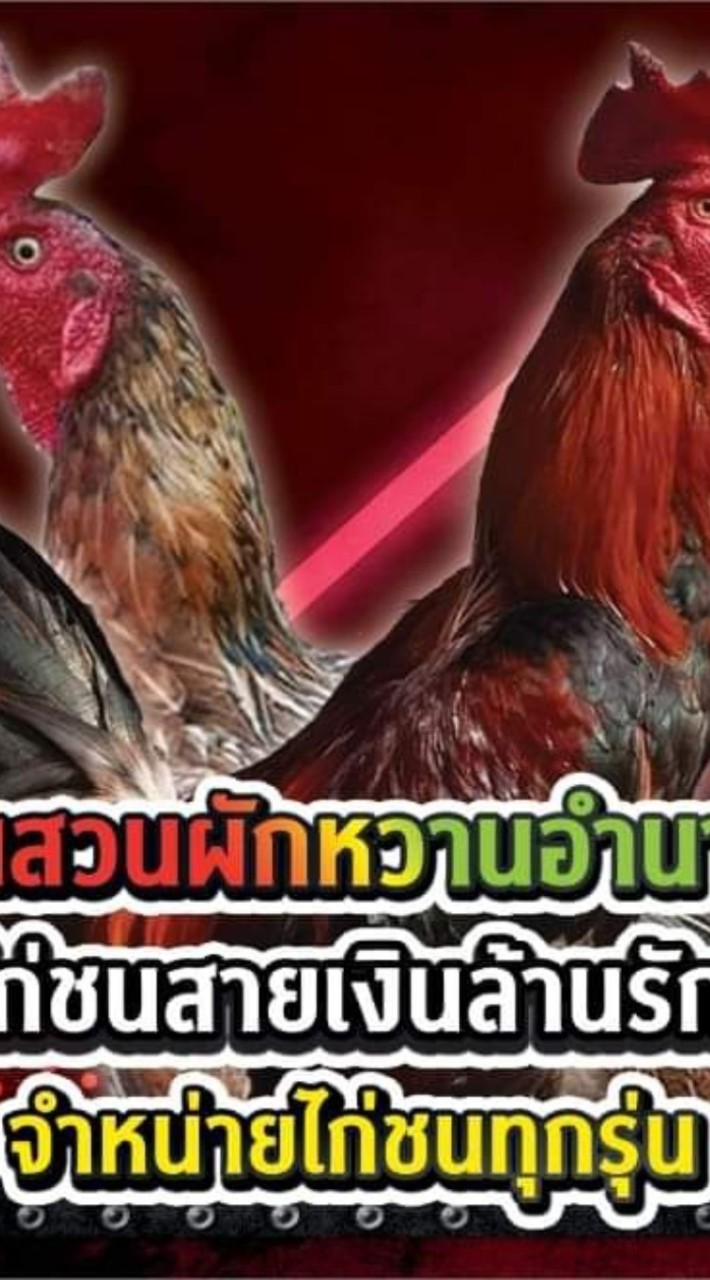 คัดไก่เตะไก่กันหมู่เฮา