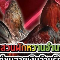 คัดไก่เตะไก่กันหมู่เฮา