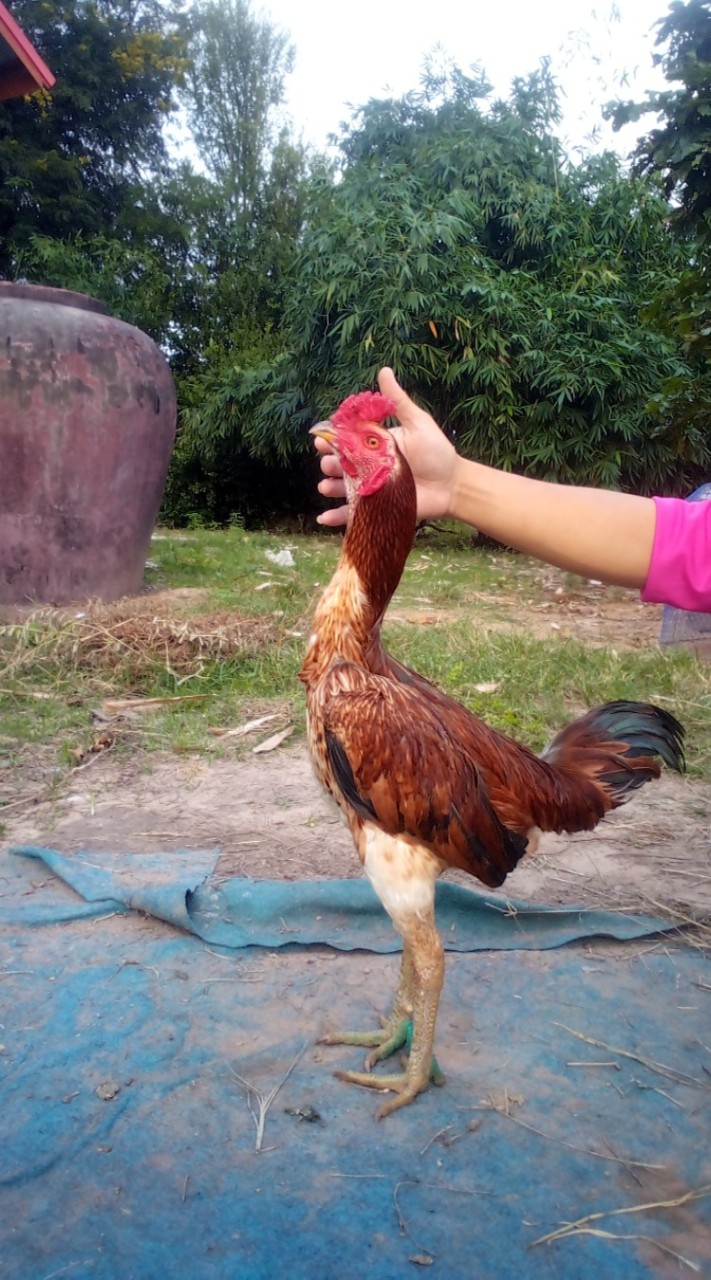 พม่าตีเชิง(สายถอดคอ)