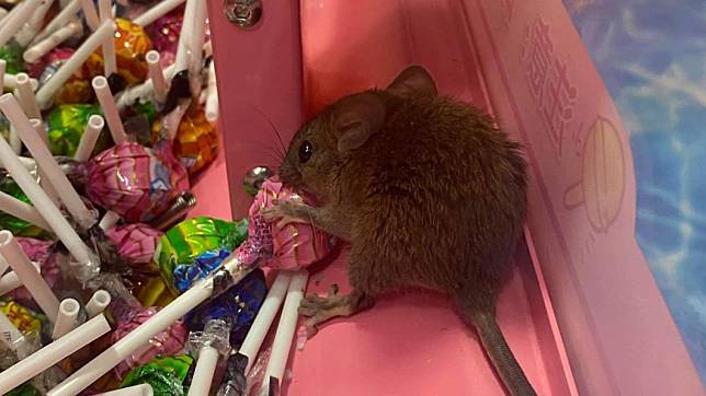 一名媽媽在汐止百貨棒棒糖機內驚見老鼠。（圖／翻攝自臉書社團「內湖 & 松山 & 南港 & 汐止 集團」）