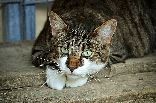 Tak Perlu Kasar Ikuti 6 Cara Mengusir Kucing Berikut Dekoruma Com Line Today