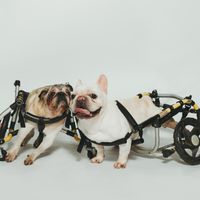 💖犬山居愛心義賣社團💖
