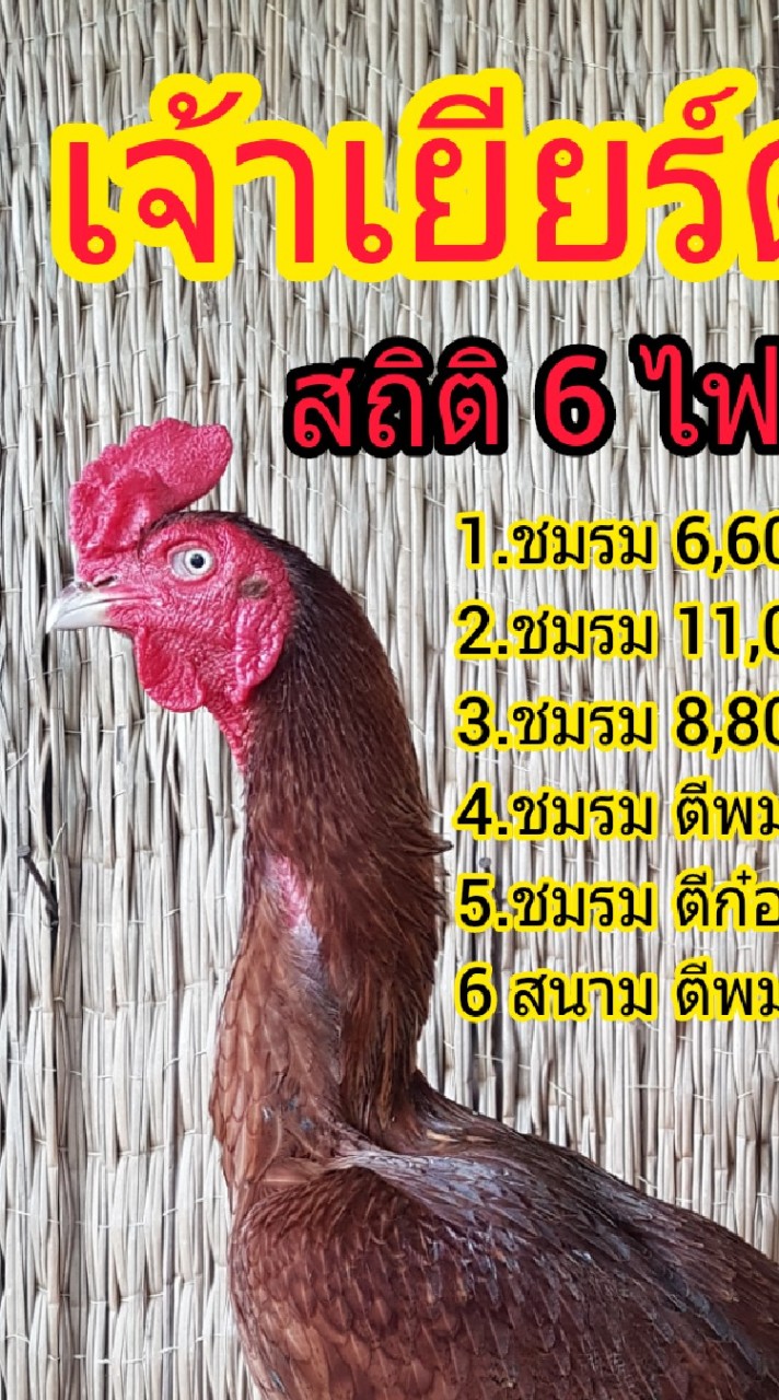 นันโด้ เชียงใหม่