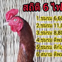 นันโด้ เชียงใหม่
