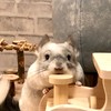 チンチラ好き達の雑談