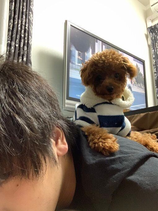 愛犬に乗られたときの上手な切り返し方