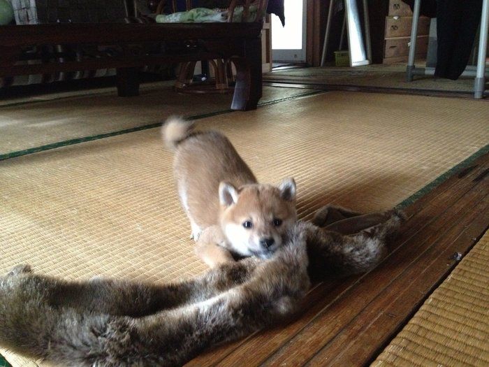 初めての犬との暮らし 慣れなくてもこれは本番 いぬのきもちnews